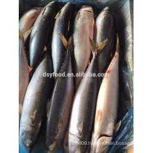 supply 300-500g frozen pacific mackerel